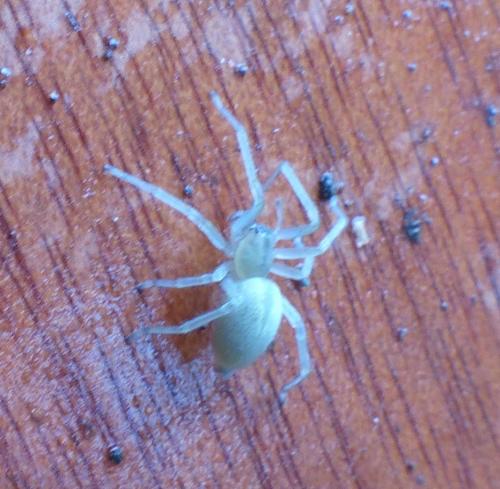 Cheiracanthium sp.