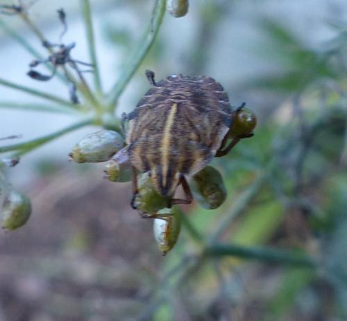 Graphosoma italicum