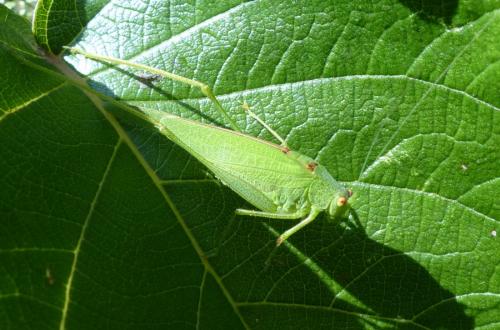 Phaneroptera sp.