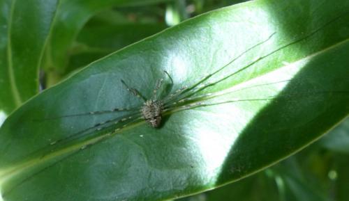Dicranopalpus ramosus