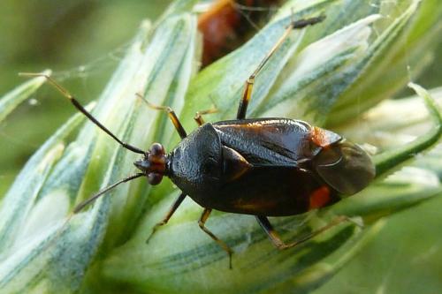 Réf. 190 032 : Deraeocoris ruber