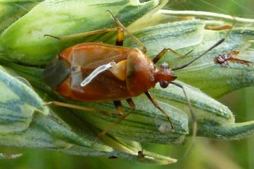 Réf. 190 033 : Deraeocoris ruber