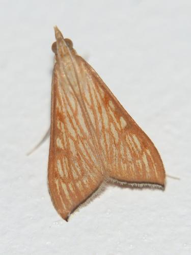 Antigastra catalaunalis