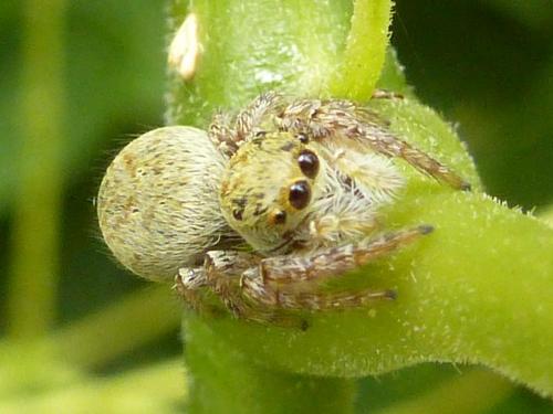 Carrhotus xanthogramma