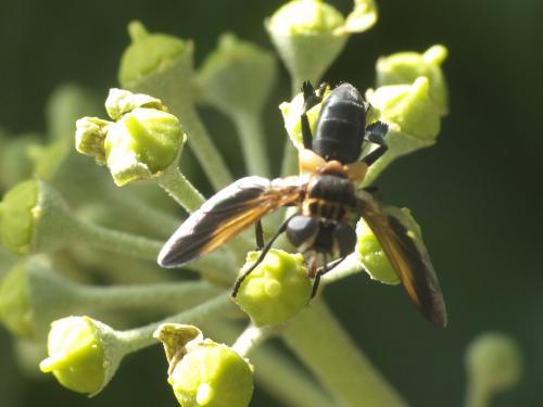 Réf. 190 701 : Trichopoda pictipennis