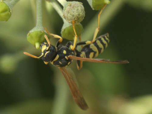 Polistes gallicus