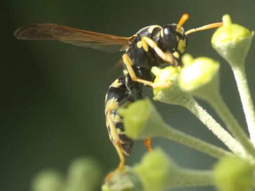 Polistes gallicus