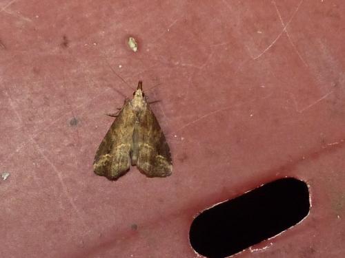 Schrankia costaestrigalis