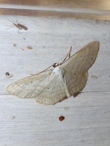 Réf. 190 359 : Scopula immutata