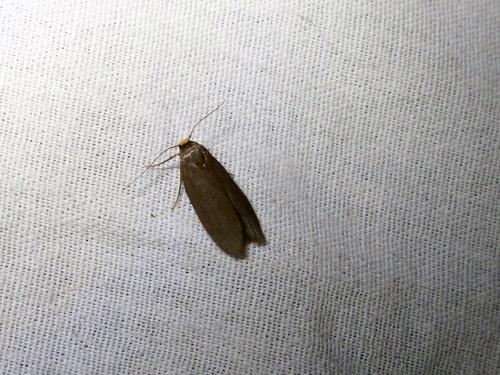 Achroia grisella