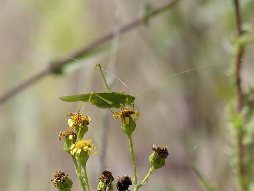 Phaneroptera sp.