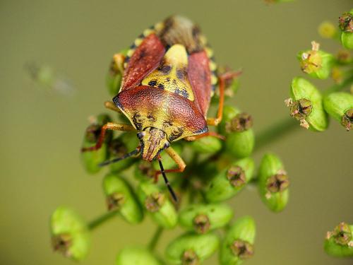 Carpocoris purpureipennis