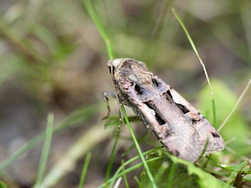Réf. 190 443 : Xestia c-nigrum