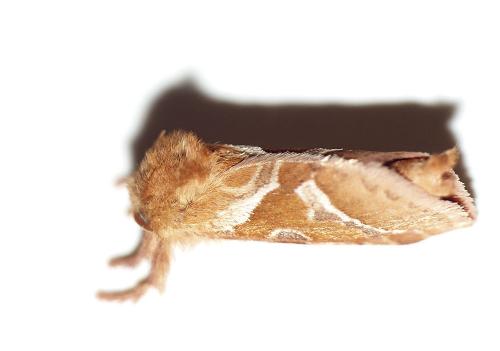Triodia sylvina