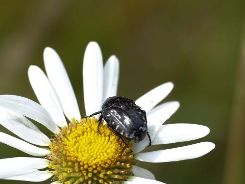 Oxythyrea funesta