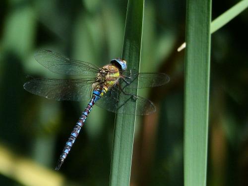 Réf. 190 533 : Aeshna mixta
