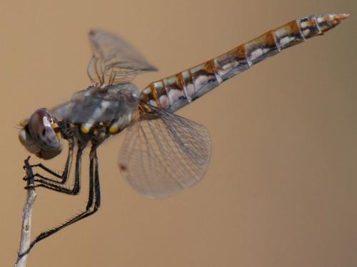 Réf. 190 962 : Sympetrum corruptum
