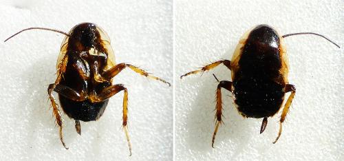 Réf. 190 932 : Ectobius sp.