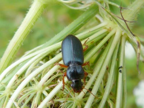 Ophonus ardosiacus