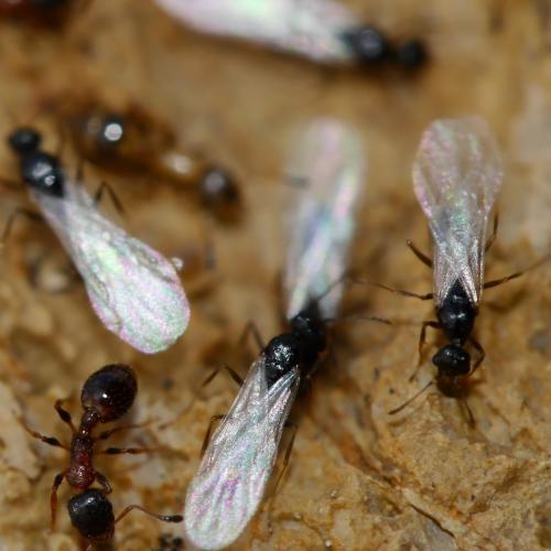 Temnothorax nigriceps
