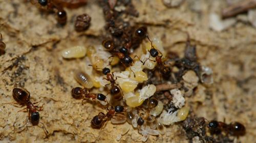Temnothorax nigriceps