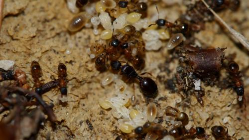 Temnothorax nigriceps