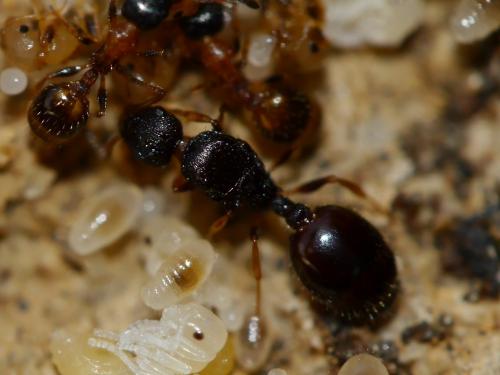 Temnothorax nigriceps