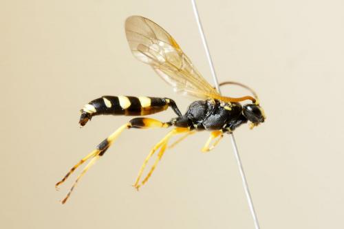 Réf. 190 996 : Ichneumon sarcitorius