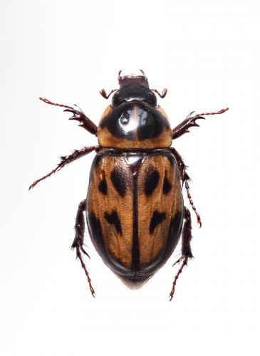 Réf. 190 191 : Cyclocephala marginalis
