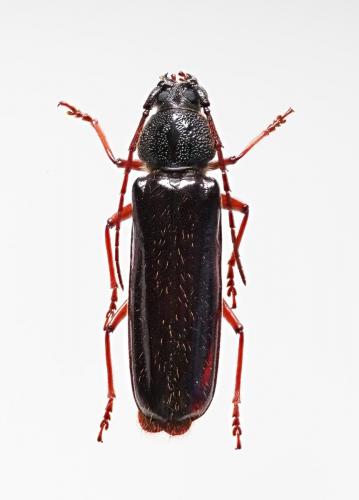 Torneucerus armatus