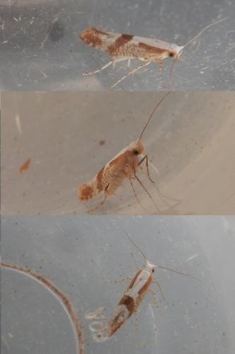Argyresthia pruniella