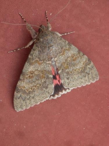 Réf. 190 284 : Catocala elocata