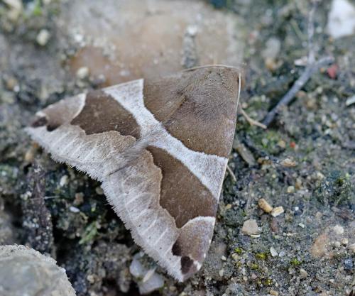 Réf. 190 048 : Dysgonia algira