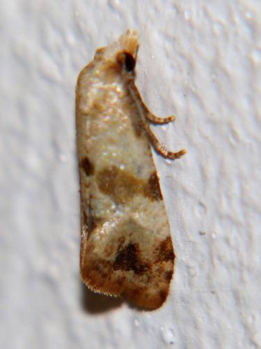 Réf. 190 266 : Phalonidia contractana
