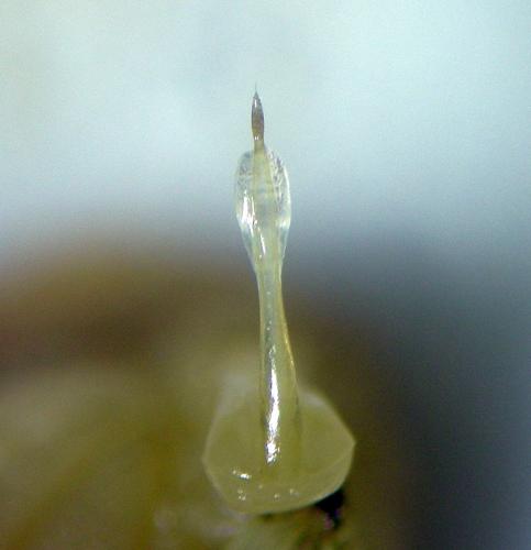 Réf. 190 607 : Leiobunum apenninicum