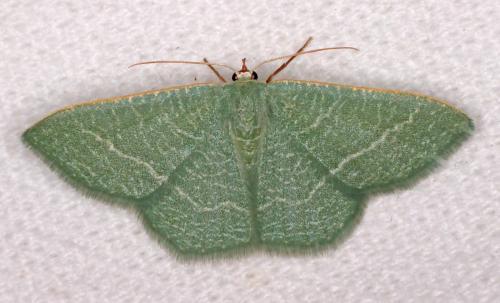 Réf. 190 799 : Phaiogramma etruscaria