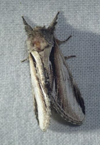 Pheosia gnoma