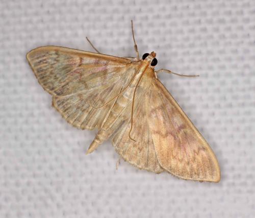 Réf. 190 787 : Pleuroptya ruralis