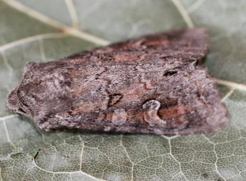 Réf. 190 419 : Polia bombycina