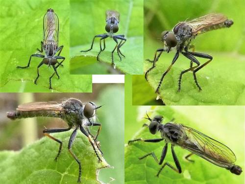 Réf. 190 367 : Lasiopogon cinctus