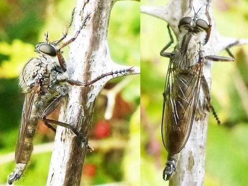 Tolmerus atricapillus