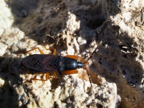 Réf. 190 408 : Proderus suberythropus