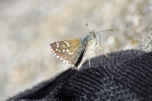 Pyrgus sp.