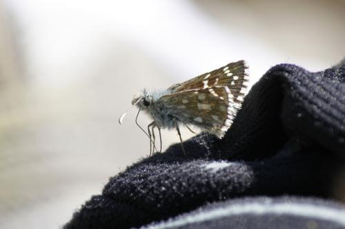 Pyrgus sp.