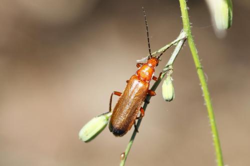 Réf. 190 210 : Rhagonycha fulva