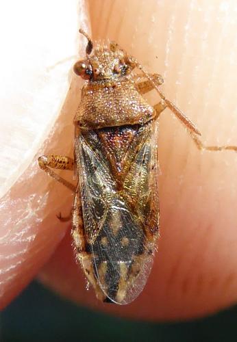 Réf. 190 382 : Rhopalus parumpunctatus