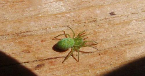 Réf. 190 513 : Nigma walckenaeri