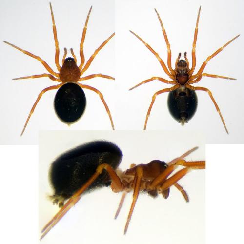 Réf. 190 276 : Pelecopsis bucephala