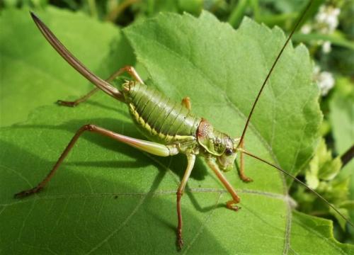 Réf. 190 025 : Ephippiger diurnus diurnus