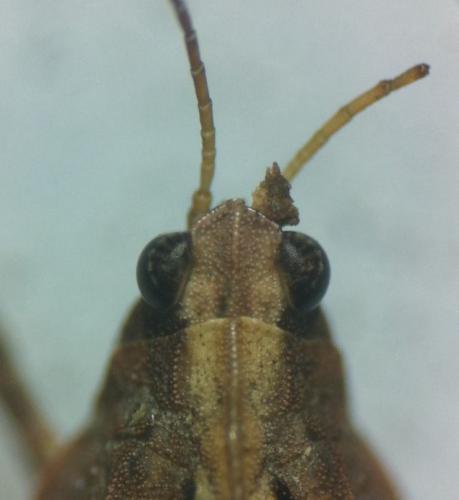 Tetrix undulata